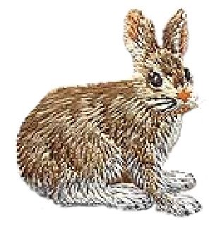 Rabbit Snowshoe Hare Embroidered Iron On Patch 155461  