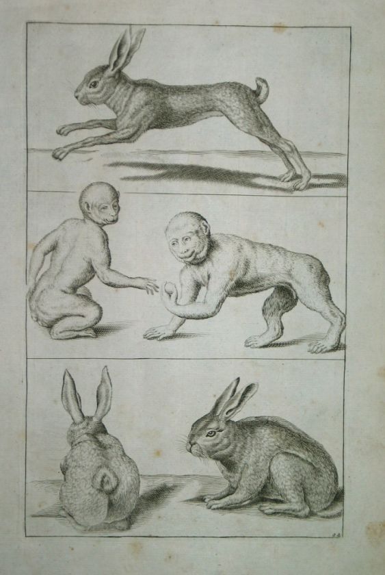 Hase Affen Kaninchen RADIERUNG de Lairesse ca 1700  