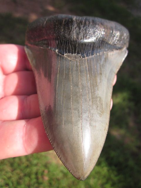 Inch MEGALODON SHARK Tooth Megladon Fossil Teeth USA  