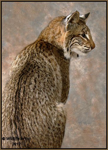 Bobcat Taxidermy NEW Mount Fur Hunting Cabin Lynx Fox Coyote by 