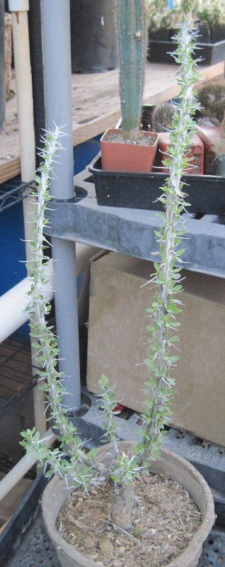 Fouquieria splendens Cold Hardy Texas Ocotillo 26  