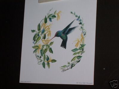 Broad Billed Hummingbird by Brenda Harris Tustian  