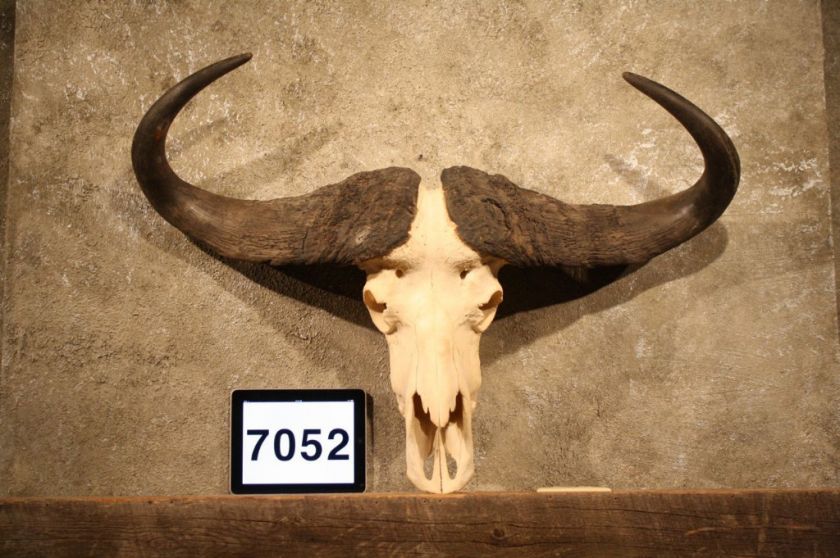 7052 African Cape Buffalo Skull Horns Mount Taxidermy  