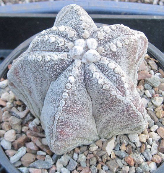 Astrophytum myriostigma Extra Large Bishops Cap 89  