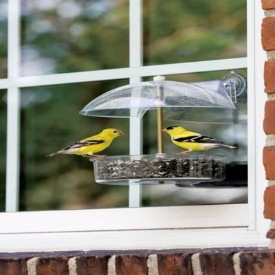   yankees winner window bird feeder offers the opportunity to observe