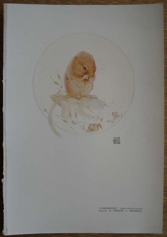 EDWARD J. DETMOLD A Dormouse 1911 Color Decorative Print  