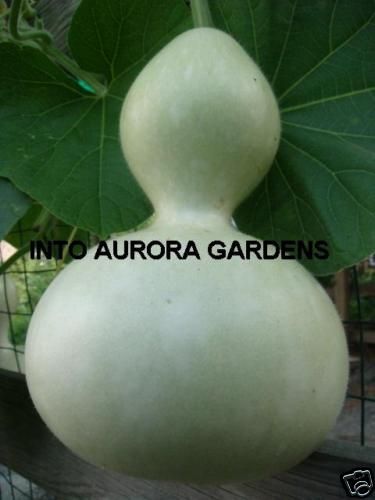 10 Large Bottle Gourd Seeds Organic Birdhouse Crafts  