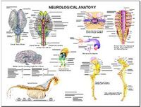 Equine Neurological Wall Chart #14 LFA #2549 Horse  