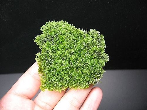 3x Mini pellia coral moss Riccardia chamedryfolia pad  