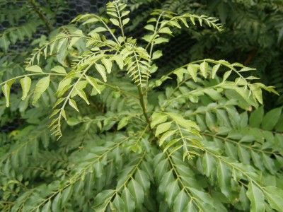 FRESH CURRY LEAVES BENEFITS.  