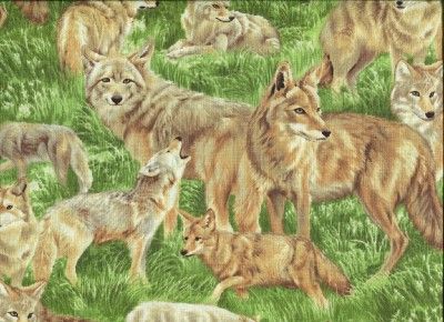 BACKYARD BANDITS COYOTES IN GRASS Cotton Quilt Fabric  