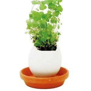 Eggling Crack and Grow Kit herb MINT egg/seeds educational fun  
