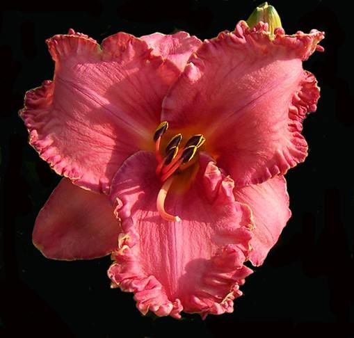 YOU GLOW GIRL   DF   B2D   Selman 2004   DAYLILY  