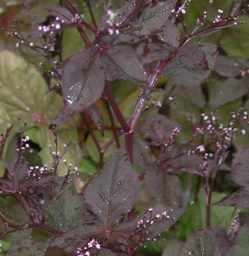 MITSUBA Japanese Red Leaf Parsley CRYPTOTAENIA 6 PLANTS  