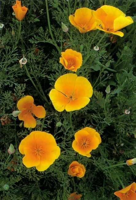 Golden California POPPY Papaver californica 2000+ Seeds  