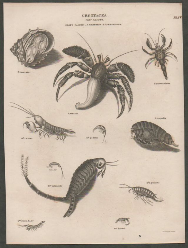 c1820 Antique Print of Crustacea Crabs Hermit Crab  